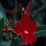 Oleander